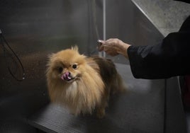 Ocho de cada diez andaluces considera que su empresa debería dar días libres por la muerte de su mascota
