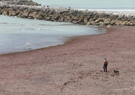 El alga invasora, el 'Prestige' de Andalucía