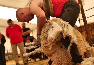 Este pueblo de Córdoba estará de feria rodeados de queso y ovejas durante 48 horas