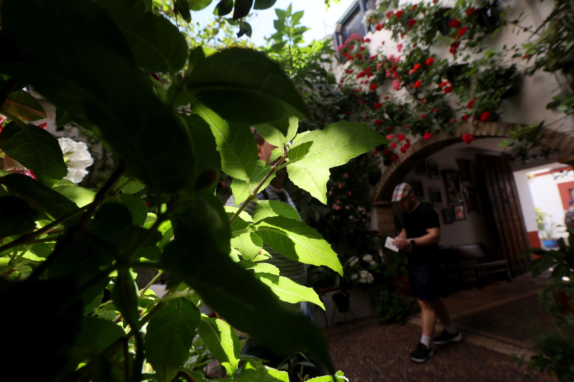 Un paseo por los patios más clásicos de Córdoba, en imágenes