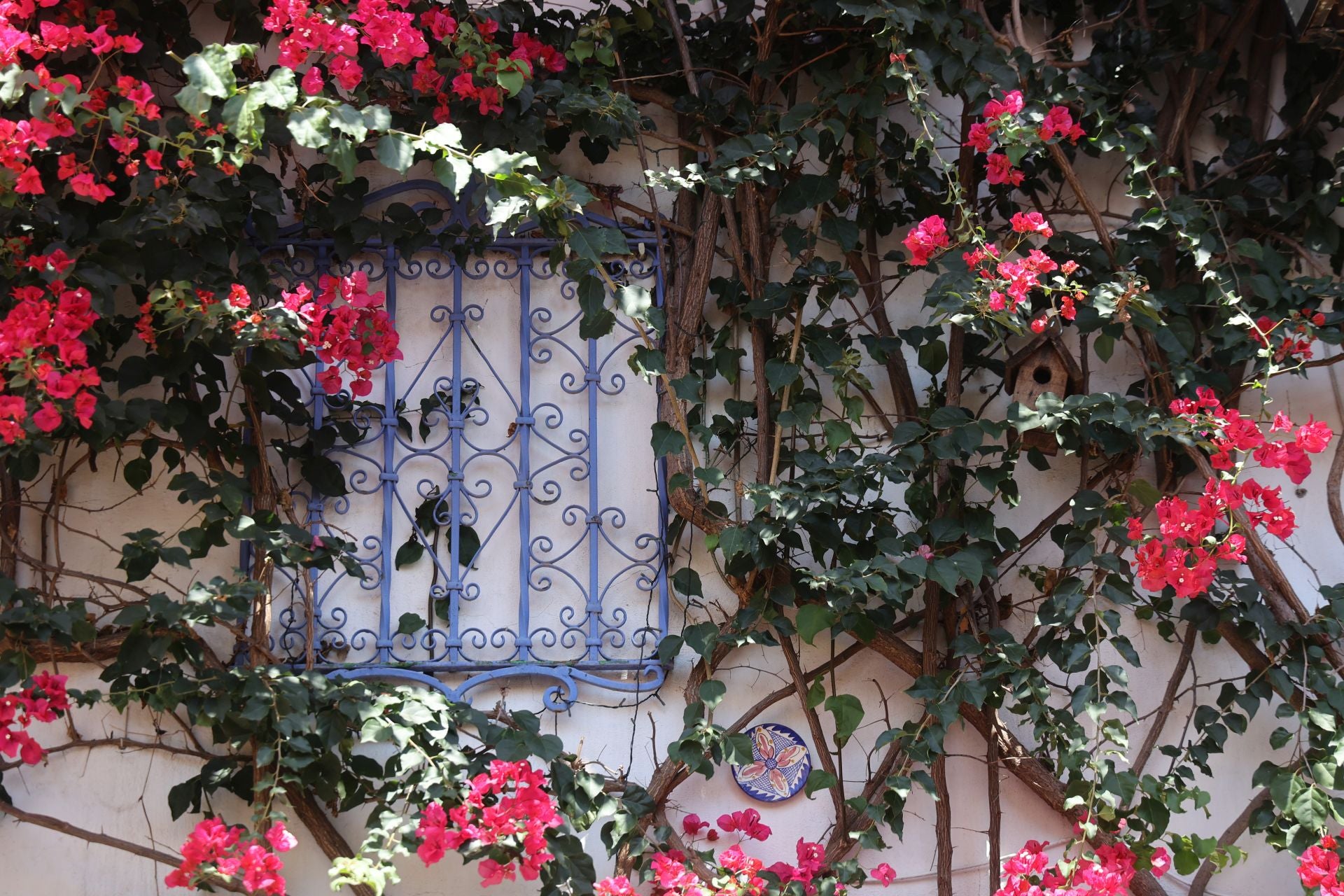 Un paseo por los patios más clásicos de Córdoba, en imágenes