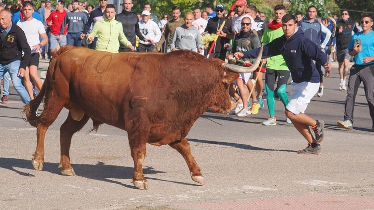 El TSJ anula la regulación del nuevo Toro de la Vega que cambiaba lanzas por divisas y nunca se llegó a celebrar