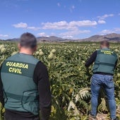 Pillados tras robar 300 kilos de alcachofas en Alicante