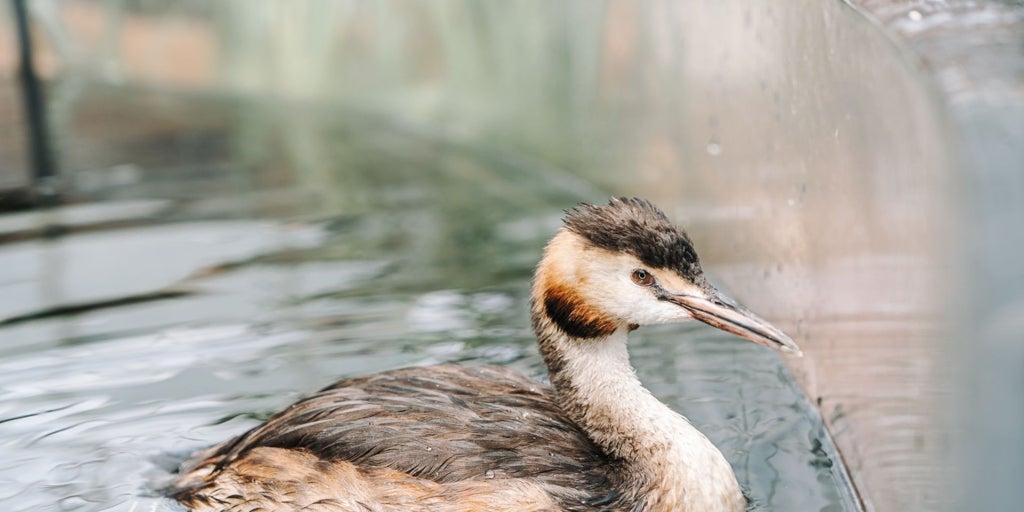 El Oceanogràfic incorpora tres aves somormujo únicas en acuarios europeos