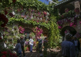 Patios con especies singulares de Córdoba: «La naturaleza es sabia y ha querido que estén bonitas»