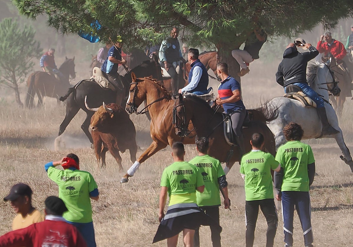 Celebración del festejo popular del Toro de la Vega en Tordesillas en 2024