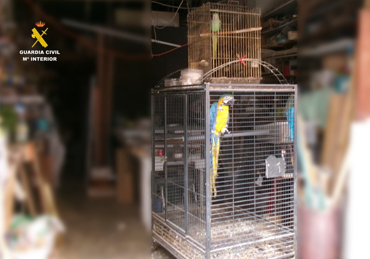 Imagen de las dos aves exóticas rescatadas por la Guardia Civil