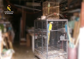 Hallan dos aves exóticas ilegales en una cochera de Alicante