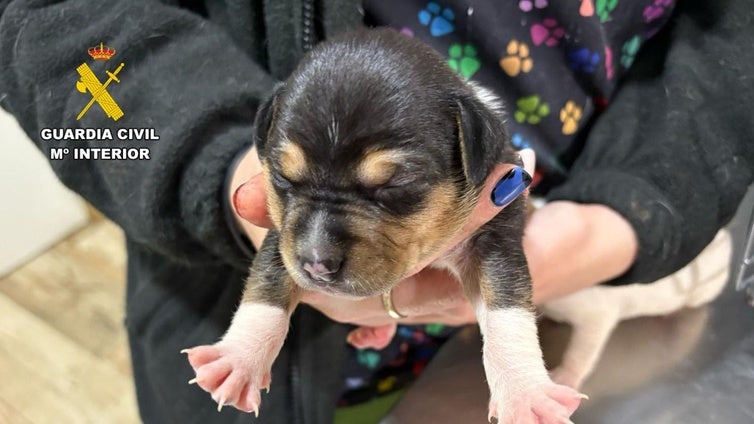 Un investigado en Caspe (Zaragoza) por tirar cuatro cachorros de perro a la basura