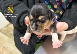 Un investigado en Caspe (Zaragoza) por tirar cuatro cachorros de perro a la basura
