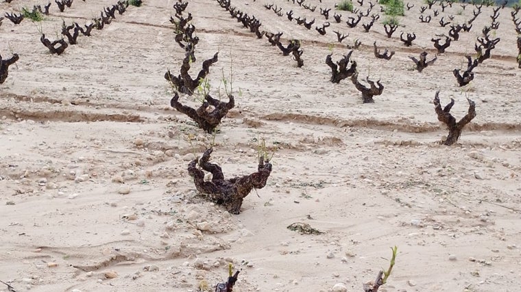 Severos daños en la DOP Jumilla por granizo