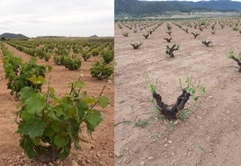 Severos daños en la DOP Jumilla por granizo
