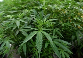 Desmantelan una plantación de marihuana en una nave con actividad comercial en el centro de Villamartín