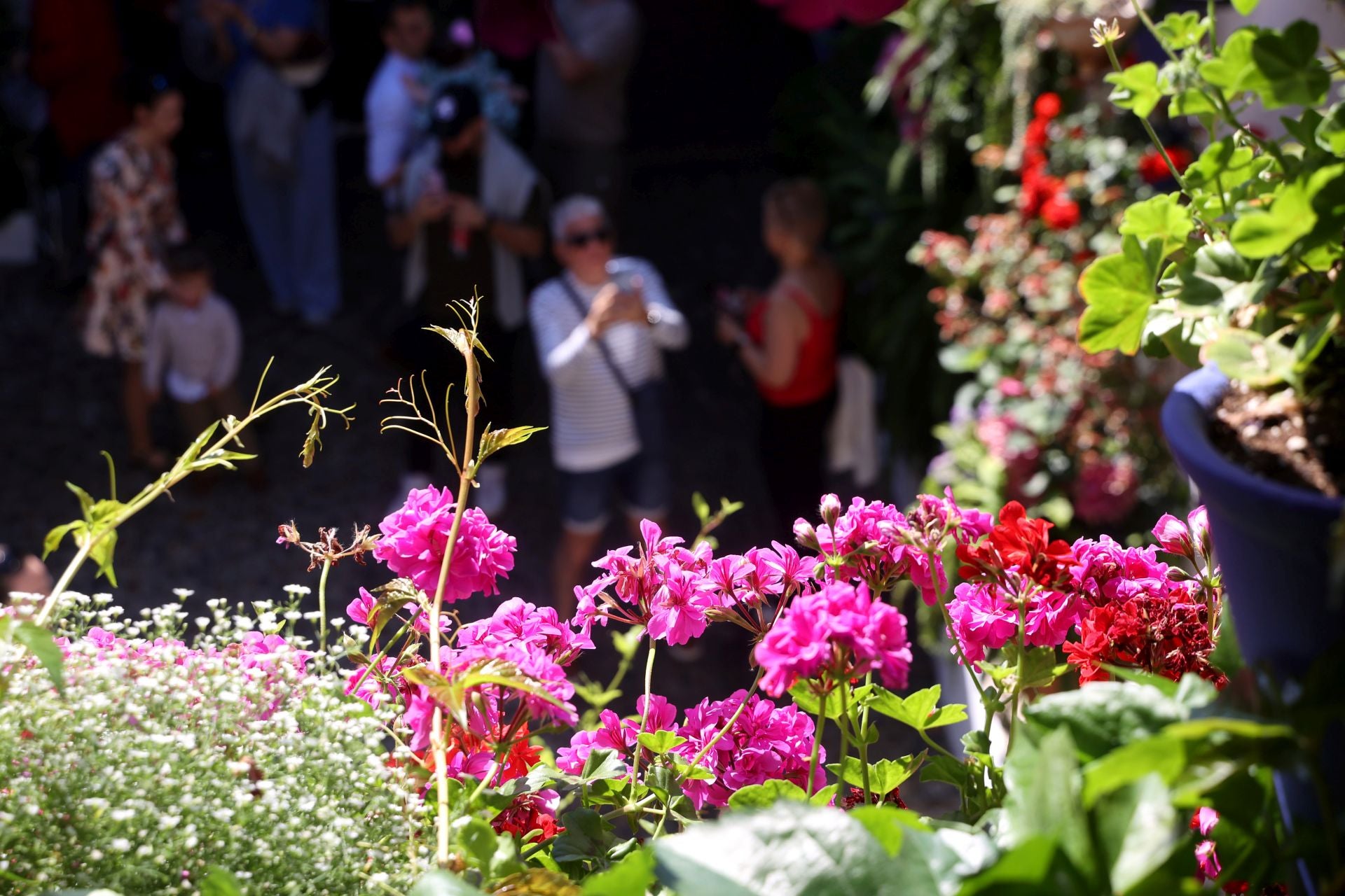 Los Patios de Córdoba ganadores del concurso de 2025, en imágenes
