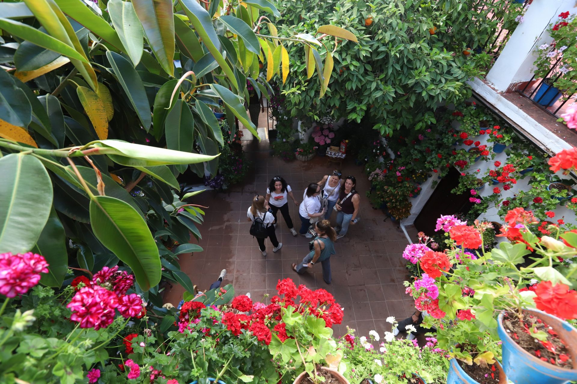 Los Patios de Córdoba ganadores del concurso de 2025, en imágenes