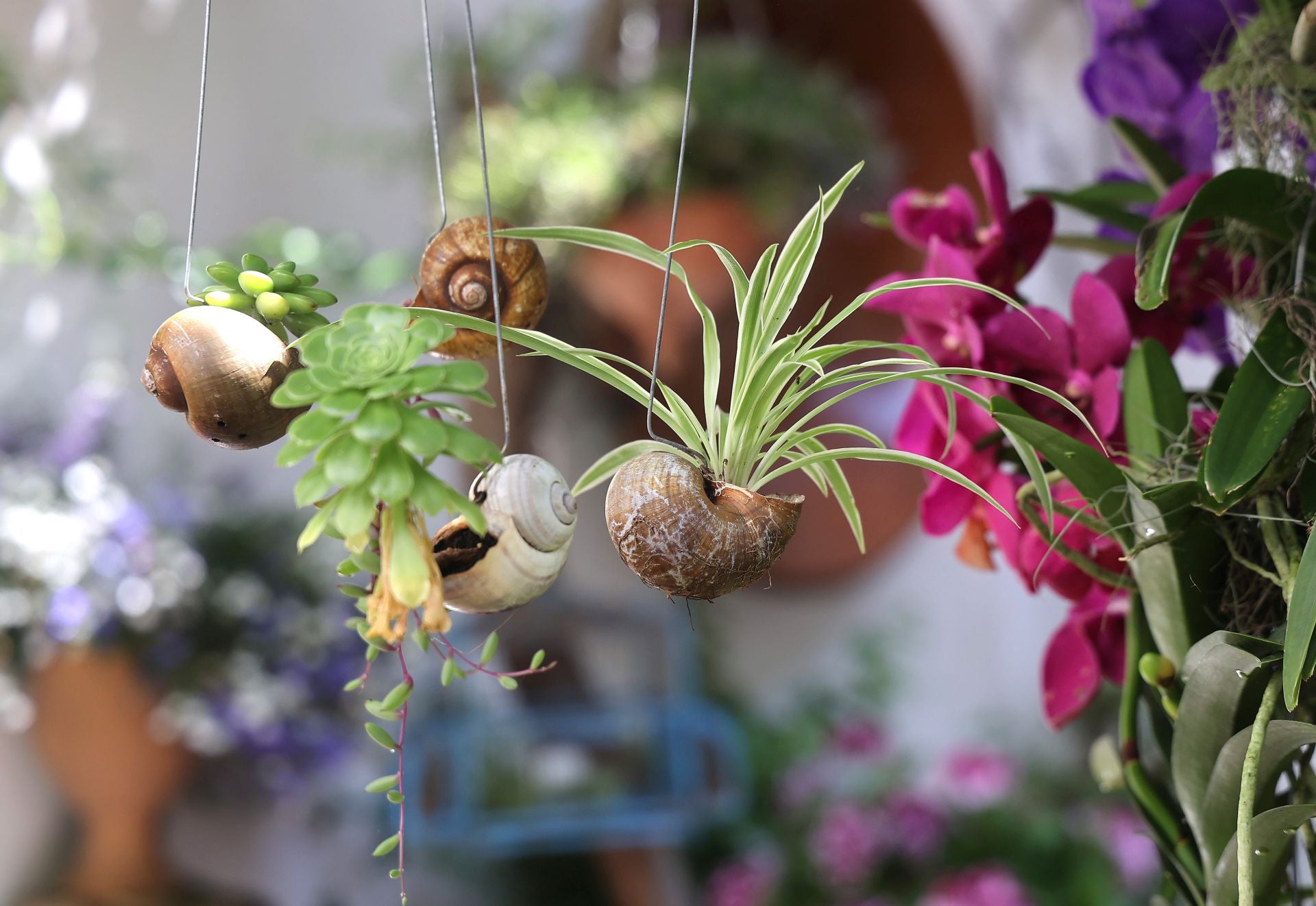 Los Patios de Córdoba ganadores del concurso de 2025, en imágenes