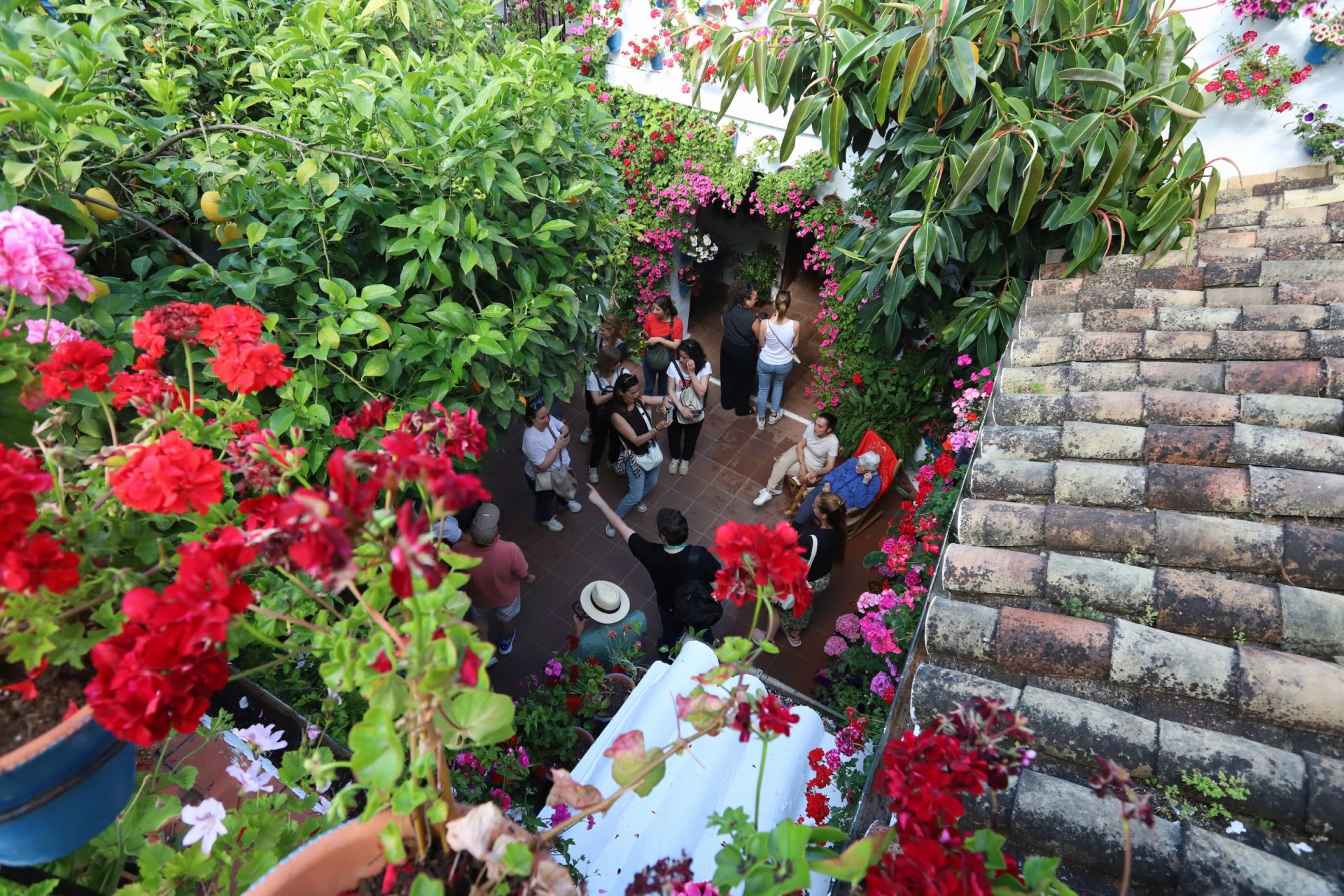 Los Patios de Córdoba ganadores del concurso de 2025, en imágenes