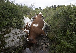 Los dueños de las 22 vacas que mató un rayo en Rodeiro salvaron su vida «de milagro»