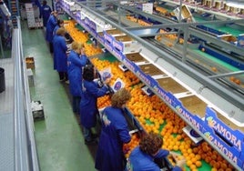 Campaña de cítricos en Córdoba: la mayor cosecha y la caída de los precios deja un sabor agridulce
