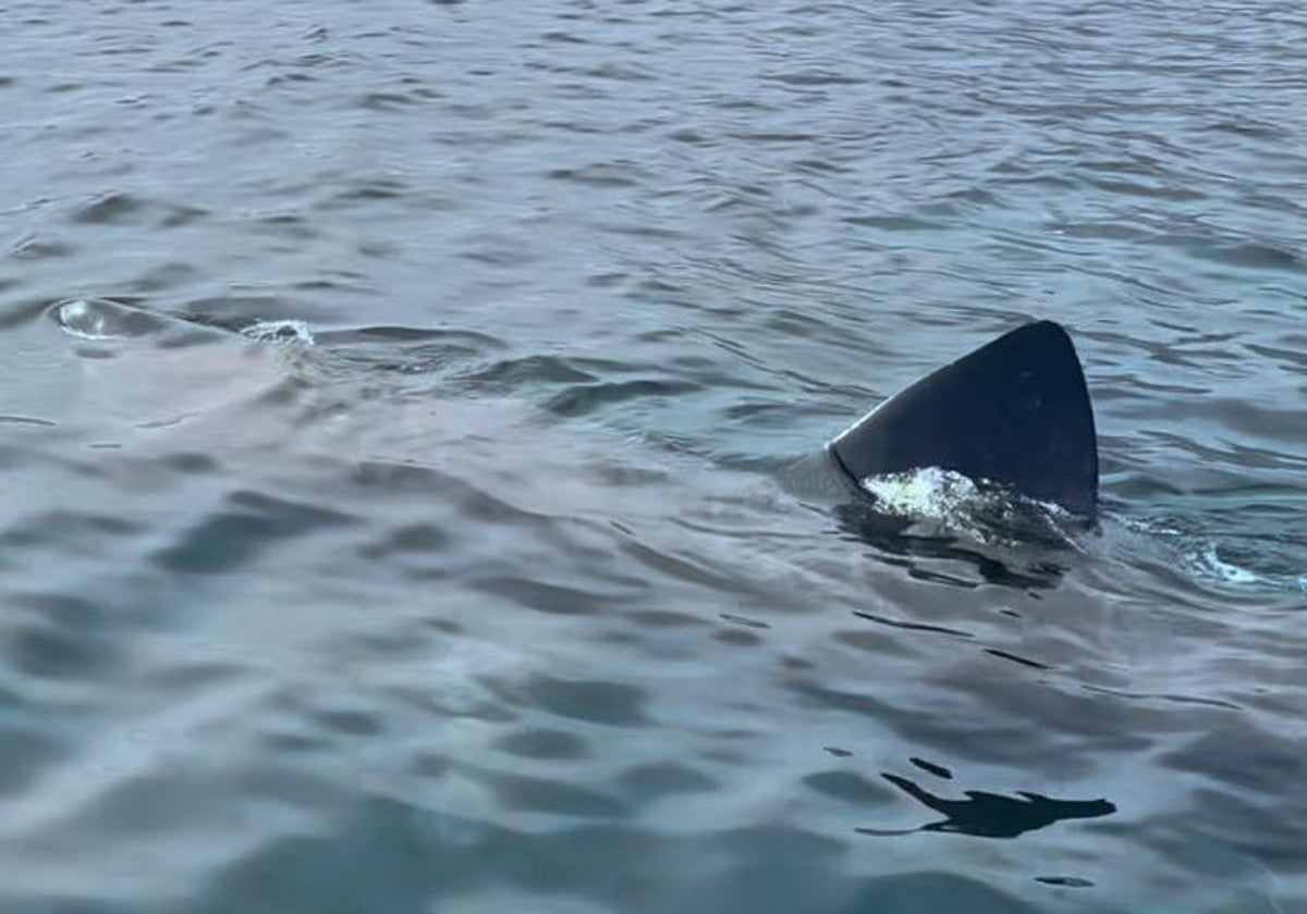 Imagen del vídeo realizado por @auqatimemarbella del tiburón