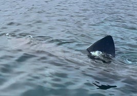 Localizan un tiburón peregrino en Marbella: «En 35 años nunca habíamos visto nada igual»