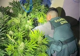 La Guardia Civil se incauta de 1.165 plantas en dos nuevas operaciones contra la marihuana en Granada