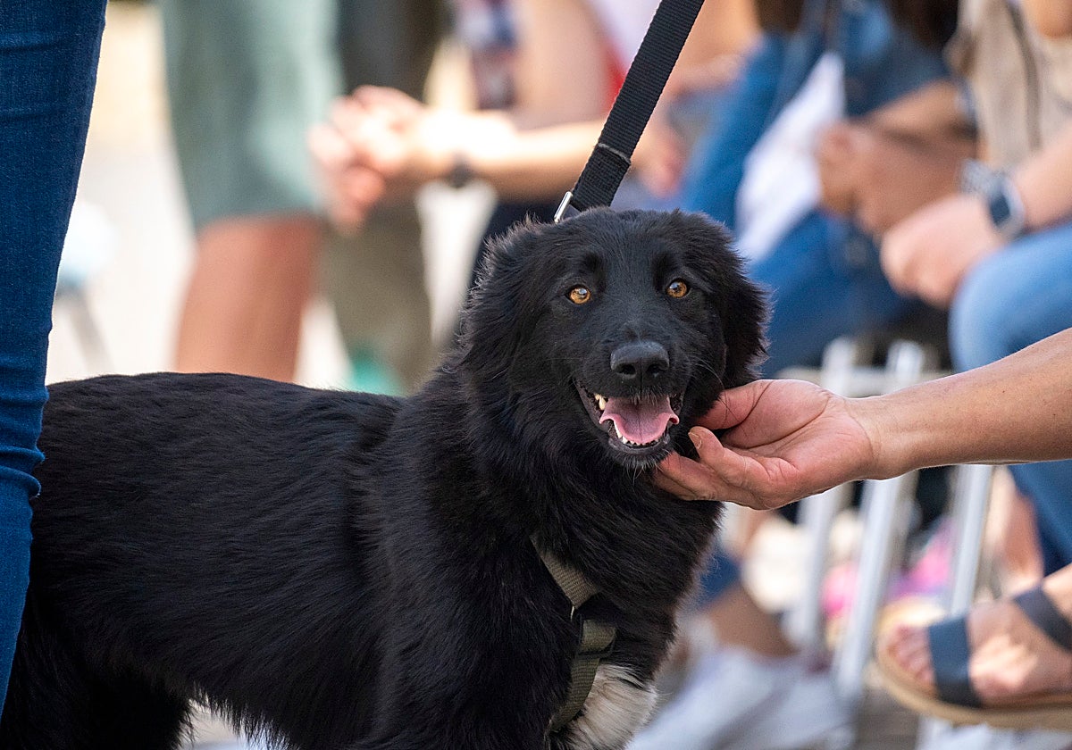 Imagen del desfile solidario de perros AUPA-Fundación Bioparc Valencia