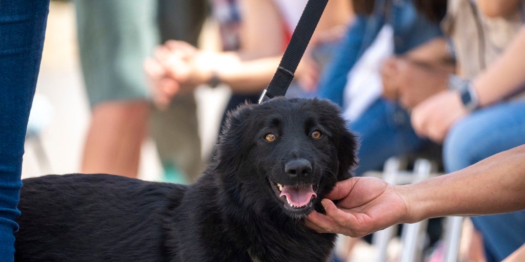 Adoptar un perro sin hogar en valencia: el desfile de bioparc y aupa vuelve este domingo