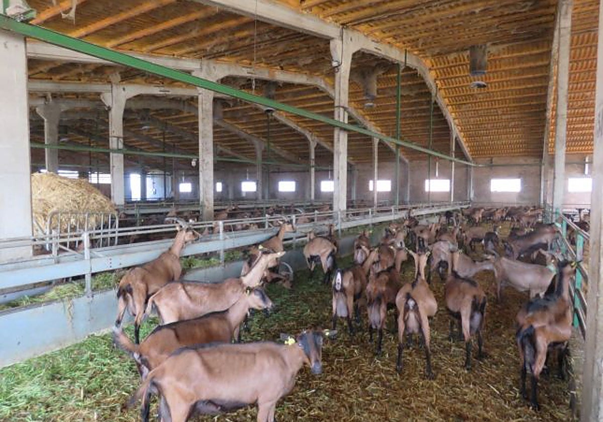 Las ayudas están dirigidas al sector ovino y caprino