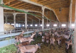 La Junta destina 18 millones en ayudas dirigidas a mejorar el bienestar animal en las explotaciones ganaderas