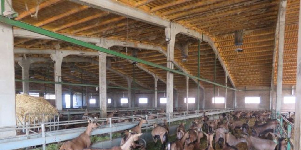 La Junta destina 18 millones en ayudas dirigidas a mejorar el bienestar animal en las explotaciones ganaderas