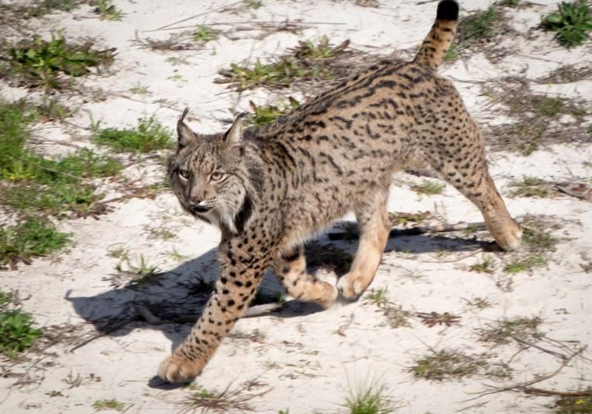 Andalucía concentra el 40 por ciento de los linces de la península ibérica