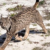 Andalucía concentra el 40 por ciento de los linces de la península ibérica