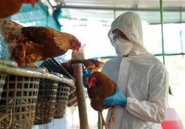 Detectado un foco de gripe aviar en una finca de Don Benito (Extremadura)