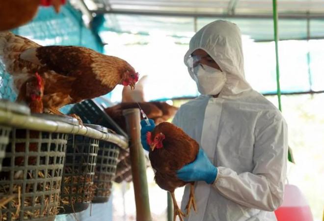 Se trata del primer foco detectado de 'influenza aviar' en aves silvestres en Extremadura en 2025