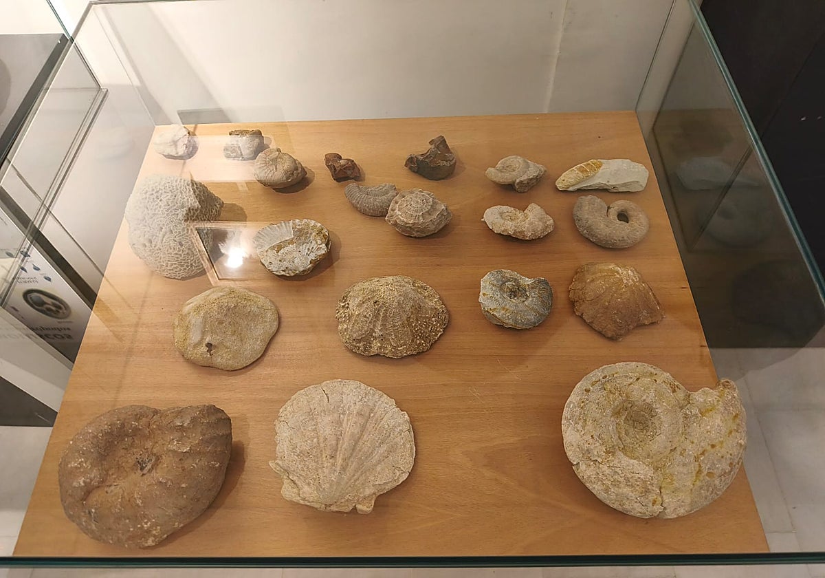 Restos de fósiles en el museo del Instituto Aguilar y Eslava de Cabra