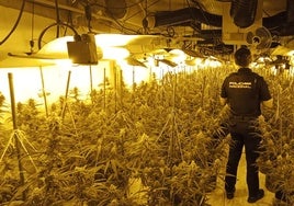 Desmantelan un cultivo de 233 plantas de marihuana en una vivienda okupada en Castellón