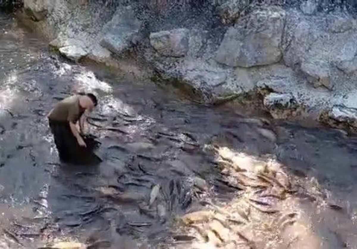 Centenares de peces han quedado atrapados por el cierre de las compuertas del canal que une Entrepeñas y Buendía