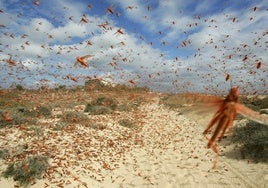 Una invasión de langostas amenaza a 10.000 hectáreas de cultivo en pueblos de la comarca de los Monegros, en Zaragoza