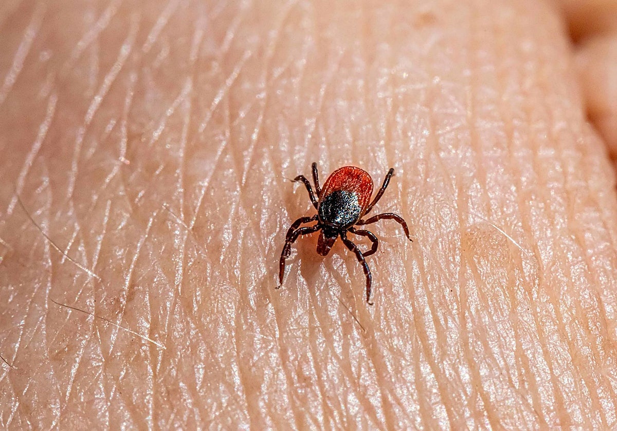 Ejemplar de garrapata en una imagen de archivo