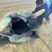 Investigan el aumento inusual de varamientos de mantas en playas de la Comunidad Valenciana