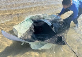 Investigan el aumento inusual de varamientos de mantas en playas de la Comunidad Valenciana