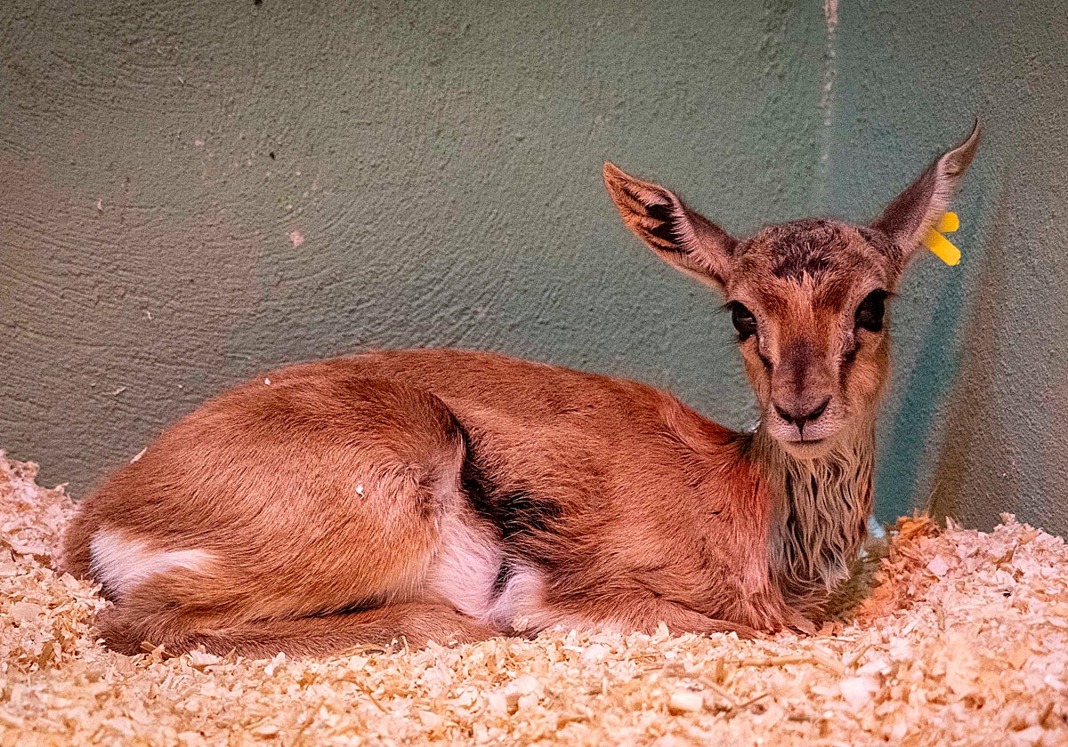 Cría de gacela Thomson con una semana de vida