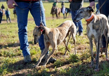 Galgos