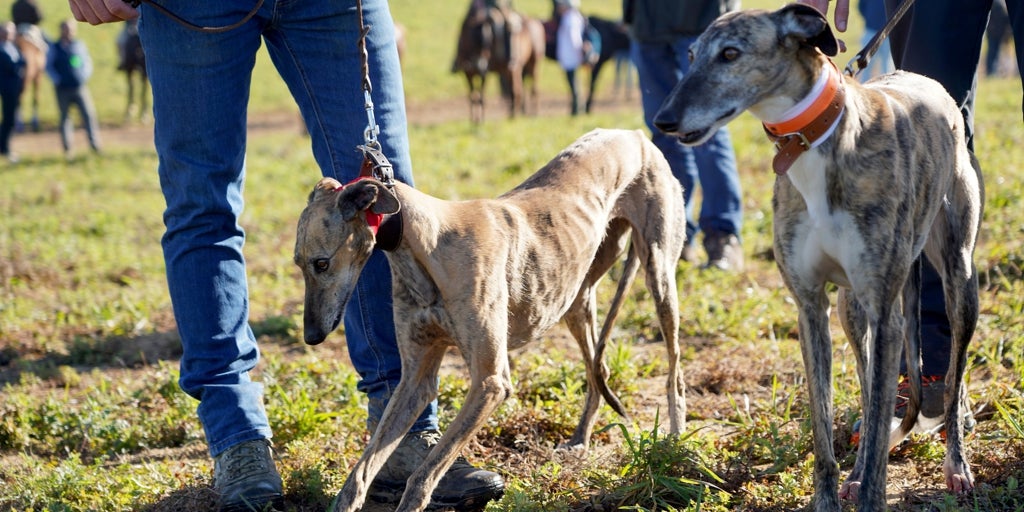 David Frontela: Galgos
