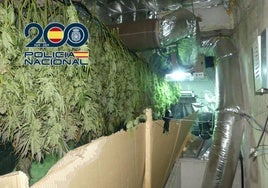 Desmantelan en Alicante una red de cultivo de marihuana oculta en viviendas familiares