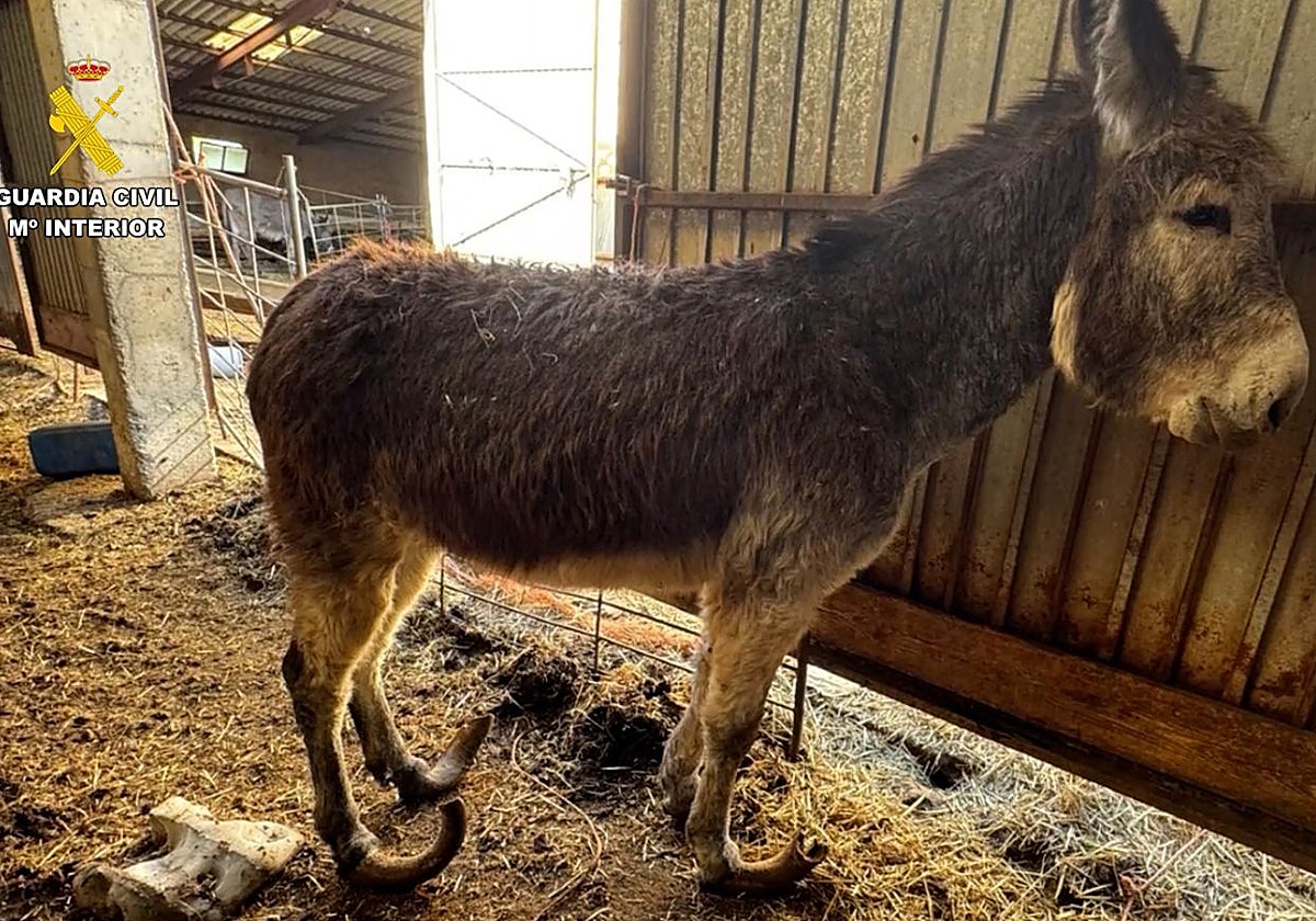 Uno de los animales maltratados y examinados en el curso de la investigación