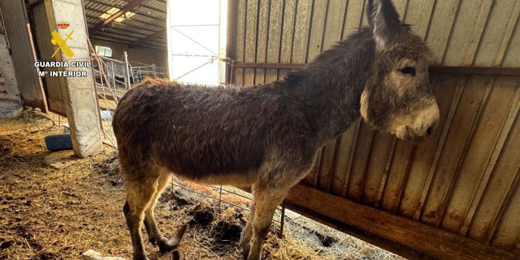 Investigado un ganadero burgalés por maltrato animal de burros a los que mantenía con «gran deterioro físico»