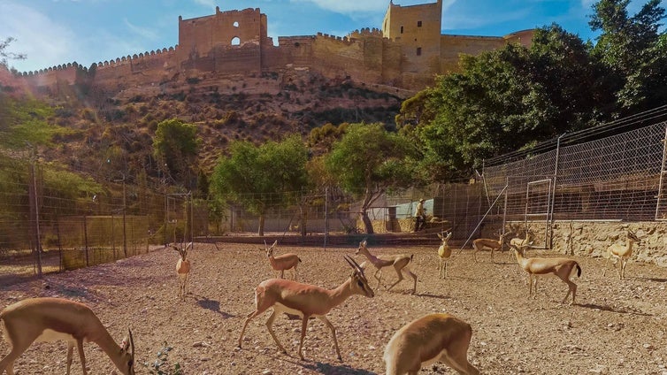 Las gacelas de la discordia: una reserva de animales frena la cultura en Almería