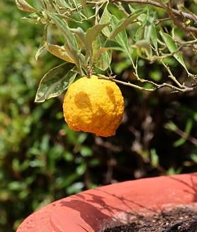 Imagen secundaria 2 - Un tesoro natural en Palma del Río guardado por murallas históricas